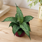 Sansevieria „Cinta“