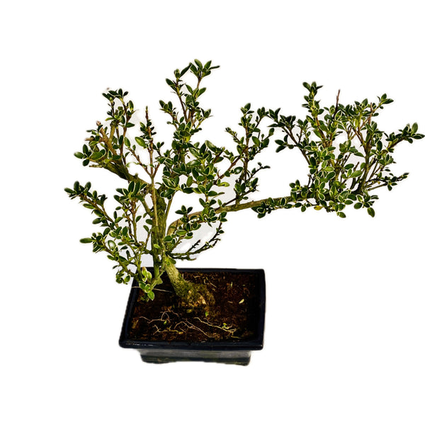 Bonsai Serissa Variegata (outdoor bonsai) - The tree of 1000 stars
