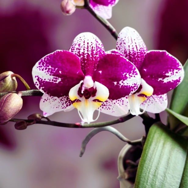 Phalaenopsis Anthura Barcelona