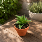 Sansevieria 'Tower Blue'