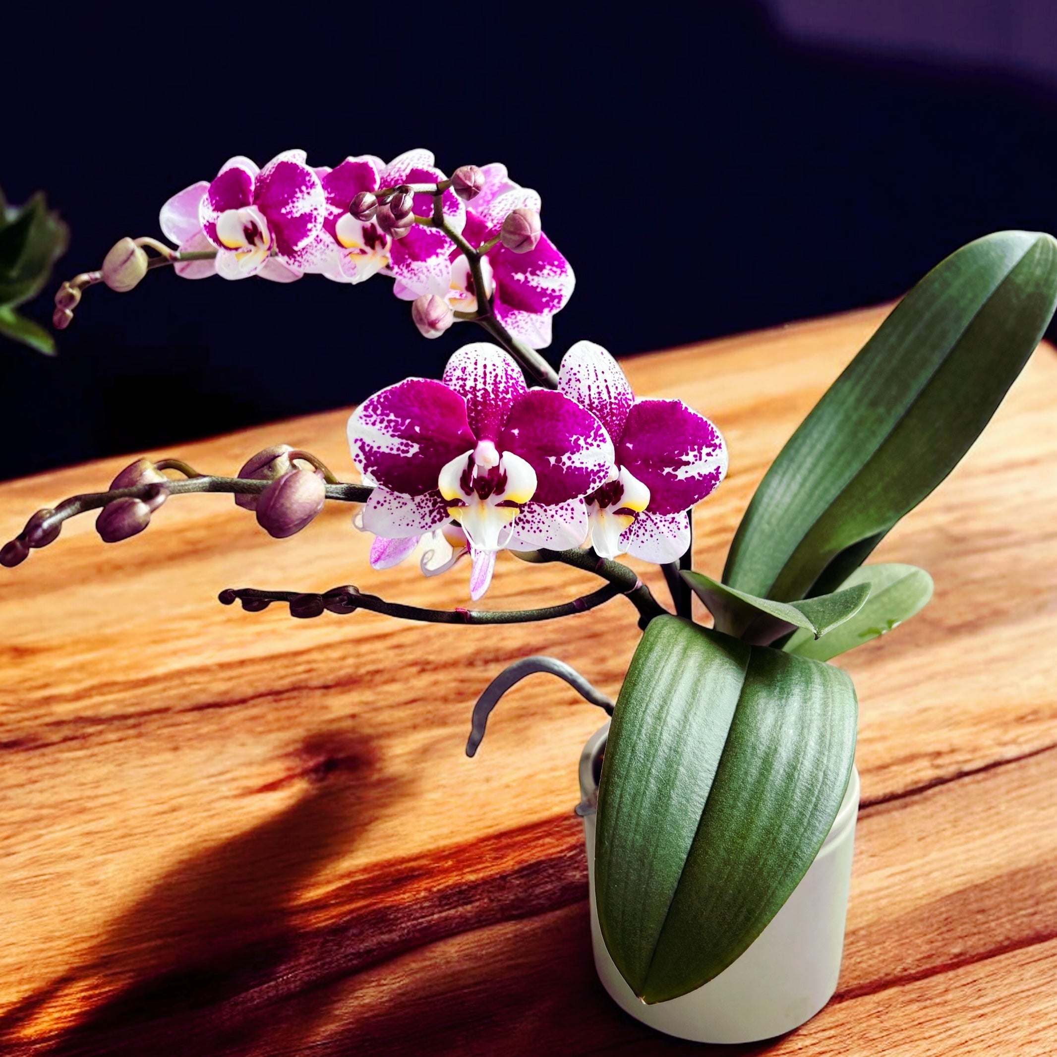 Phalaenopsis Anthura Barcelona (Free Spirit) - eleganta naturala, exemplare ramificate