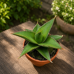 Sansevieria 'Tower Blue'