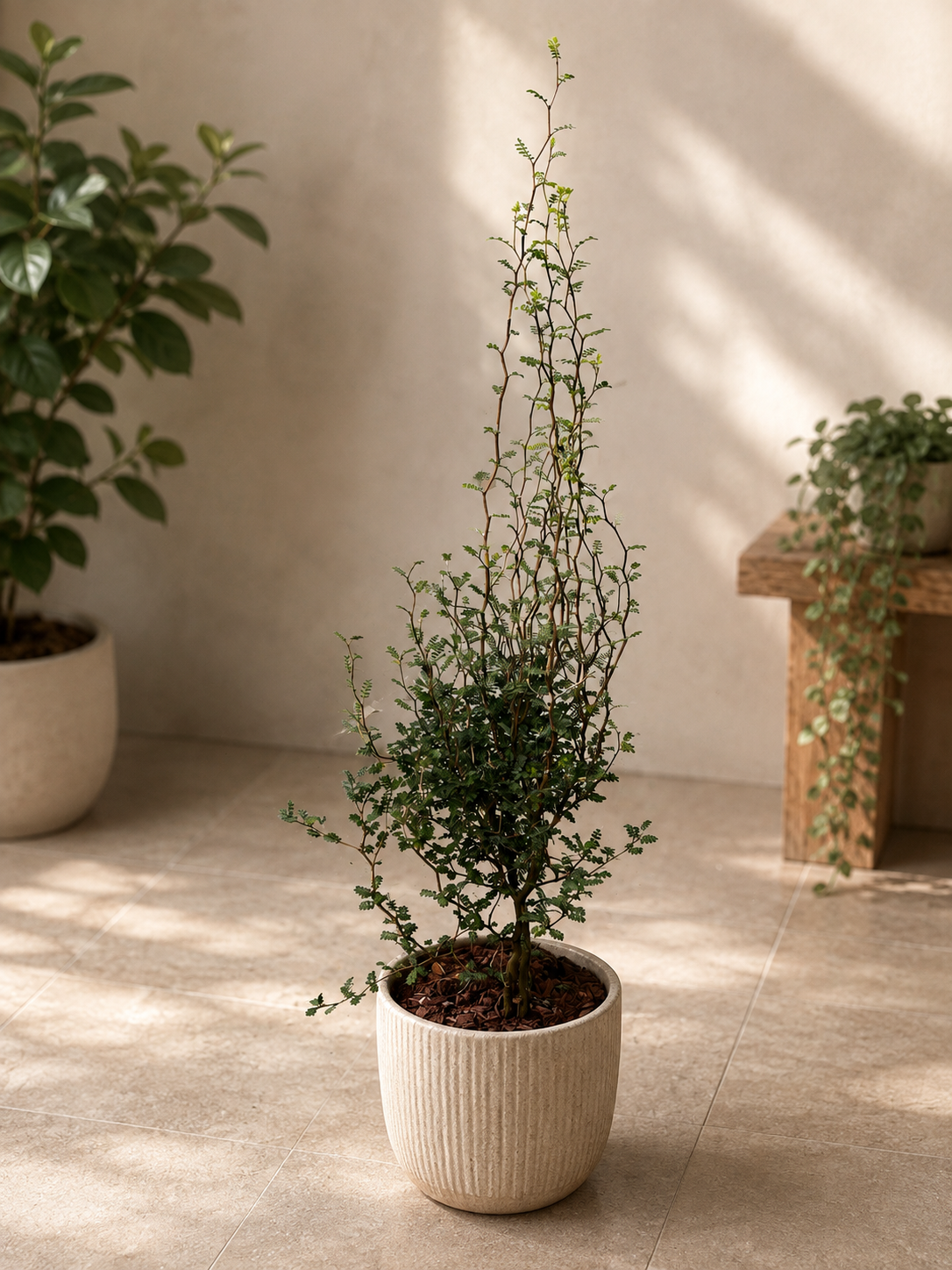 Kowhai (Sophora prostrata ‘Little Leaf’) – arbust exotic cu frunzis fin si flori aurii