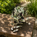 Ceropegia woodii 'Marlies' VARIEGATA (Herzschnur)