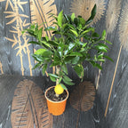 Cítrico Kucle (Kumquat x Clementina) H60 cm