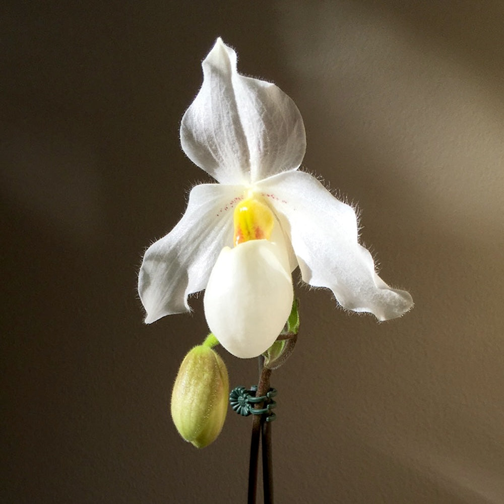 Paphiopedilum Deperle (sequential/multiflower)