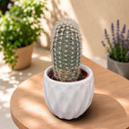 Echinocereus reichenbachii mix – hardy cactus with spectacular blooms