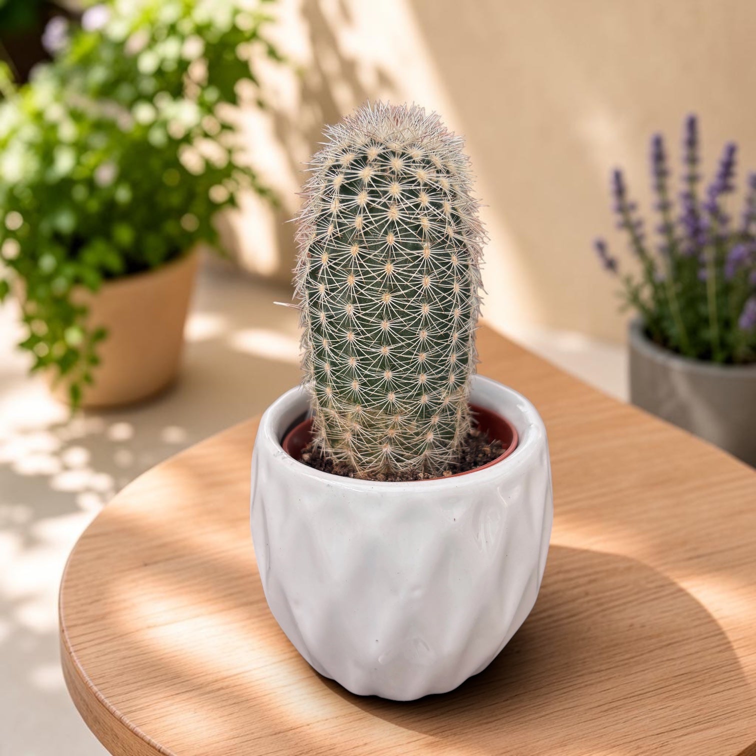 Echinocereus reichenbachii mix – hardy cactus with spectacular blooms