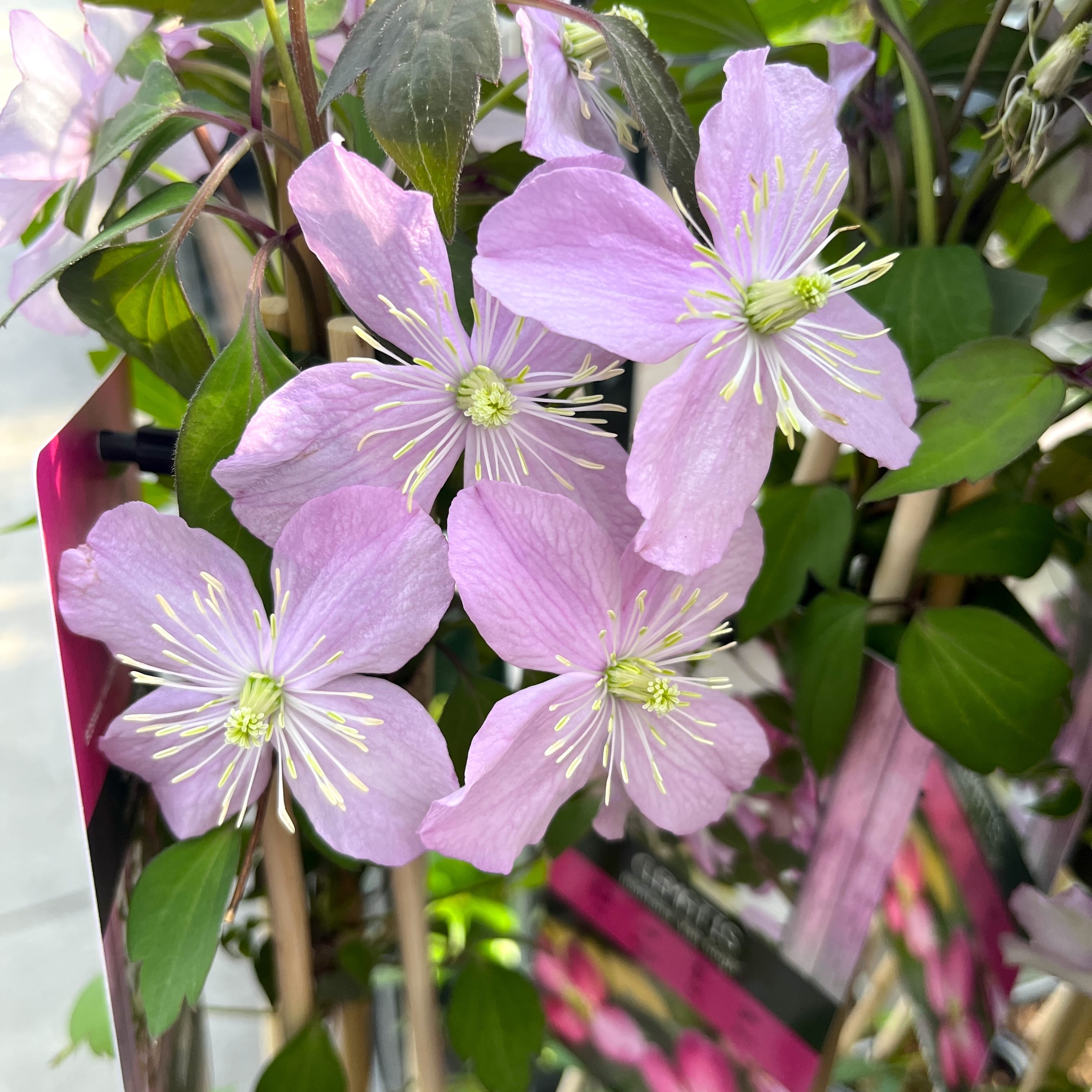 Clematite - Clematis montana 'Van Gogh' (flori parfumate)