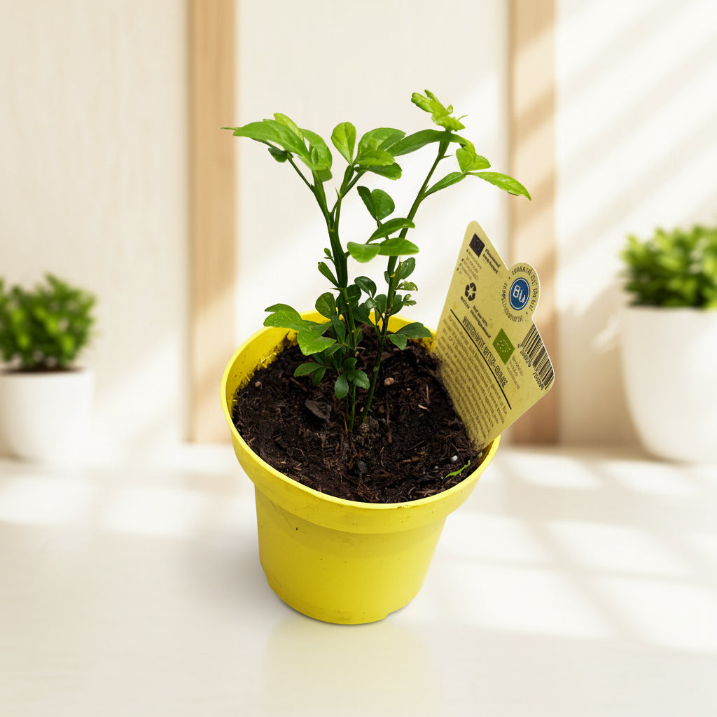 Lamai ogrodowe, odporne na mróz - Citrus trifoliata (Poncirus Trifoliata)