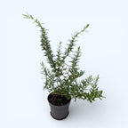 Rosmarinus ‘Blue Cascade’ – eleganta curgatoare si parfum mediteraneen