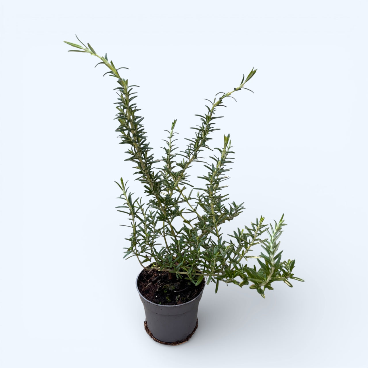 Rosmarinus ‘Blue Cascade’ – eleganta curgatoare si parfum mediteraneen