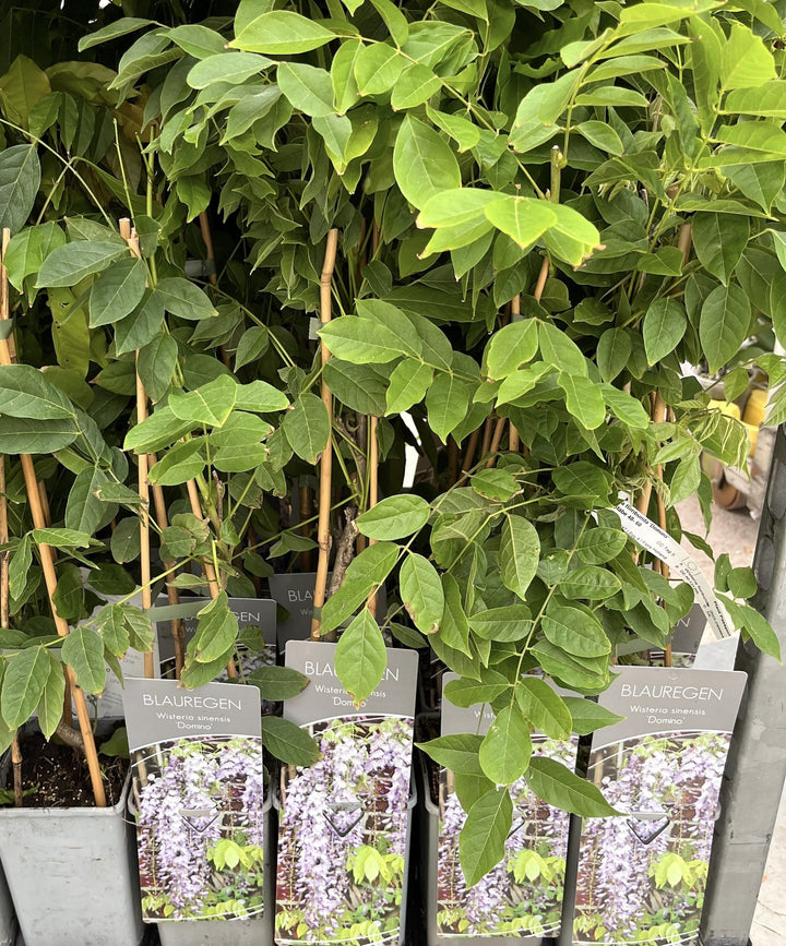 Wisteria floribunda 'Domino'