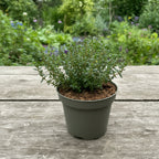 Thymus vulgaris ‘Faustini - tomillo de jardín aromático (cultivo biológico)