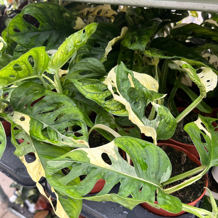 Monstera adansonii 'Variegata'