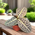 Labisia ‘Turtle Back’ - planta de colectie
