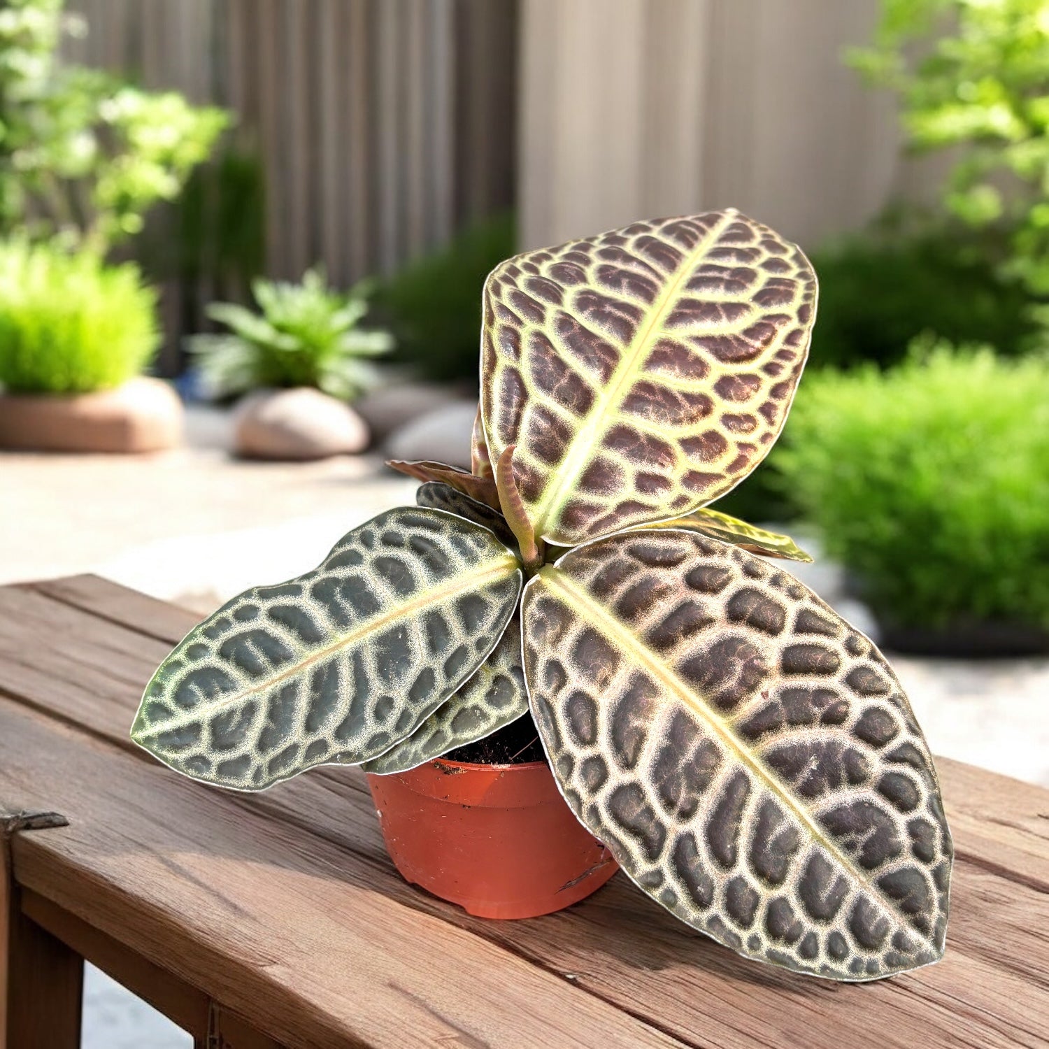 Labisia ‘Turtle Back’ - planta de colectie