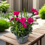 Dianthus ‘Oscar Purple’ – garofita compacta, inflorire bogata