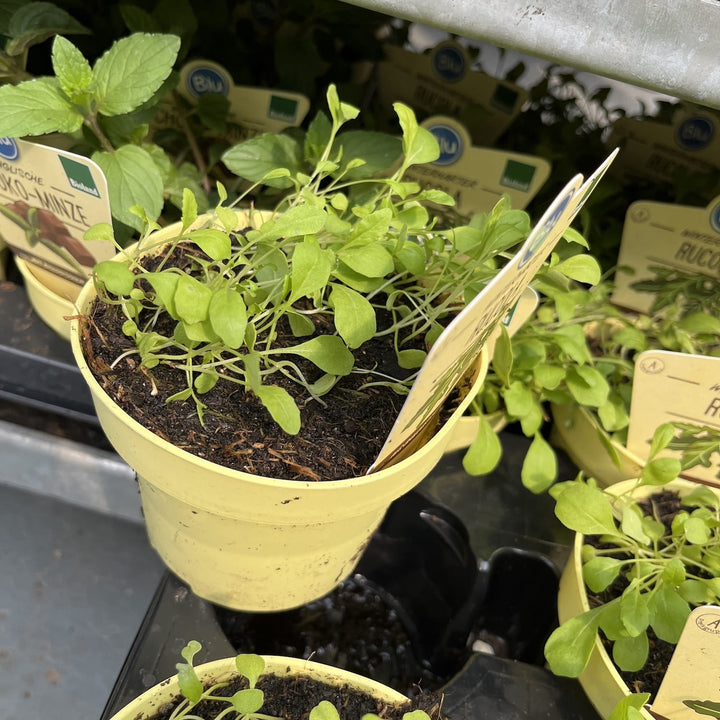 Diplotaxis tenuifolia (Rucola Perena)