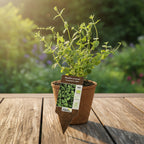 Menta cu aroma de capsuni - Mentha arvensis 'Strawberry' (cultura biologica)