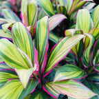 Cordyline ‘Kiwi’ – decorative indoor plant with leaves in 3 colors