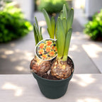 Narcissus ‘Suncatcher’ – narcisa dubla, galben cu centru portocaliu