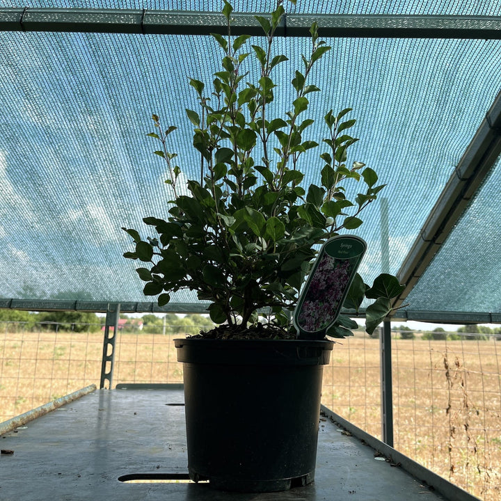 Liliac pitic - Syringa meyeri 'Red Pixie'