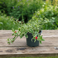 Dorotheanthus bellidiformis 'Mezoo™ Red'