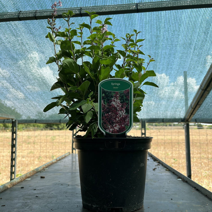 Syringa vulgaris 'Josee' ('Morjos 060f')