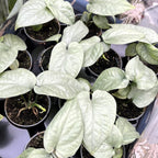 Amydrium medium 'Silver Spiderman' (Spiderman Monstera Silver) - babyplant