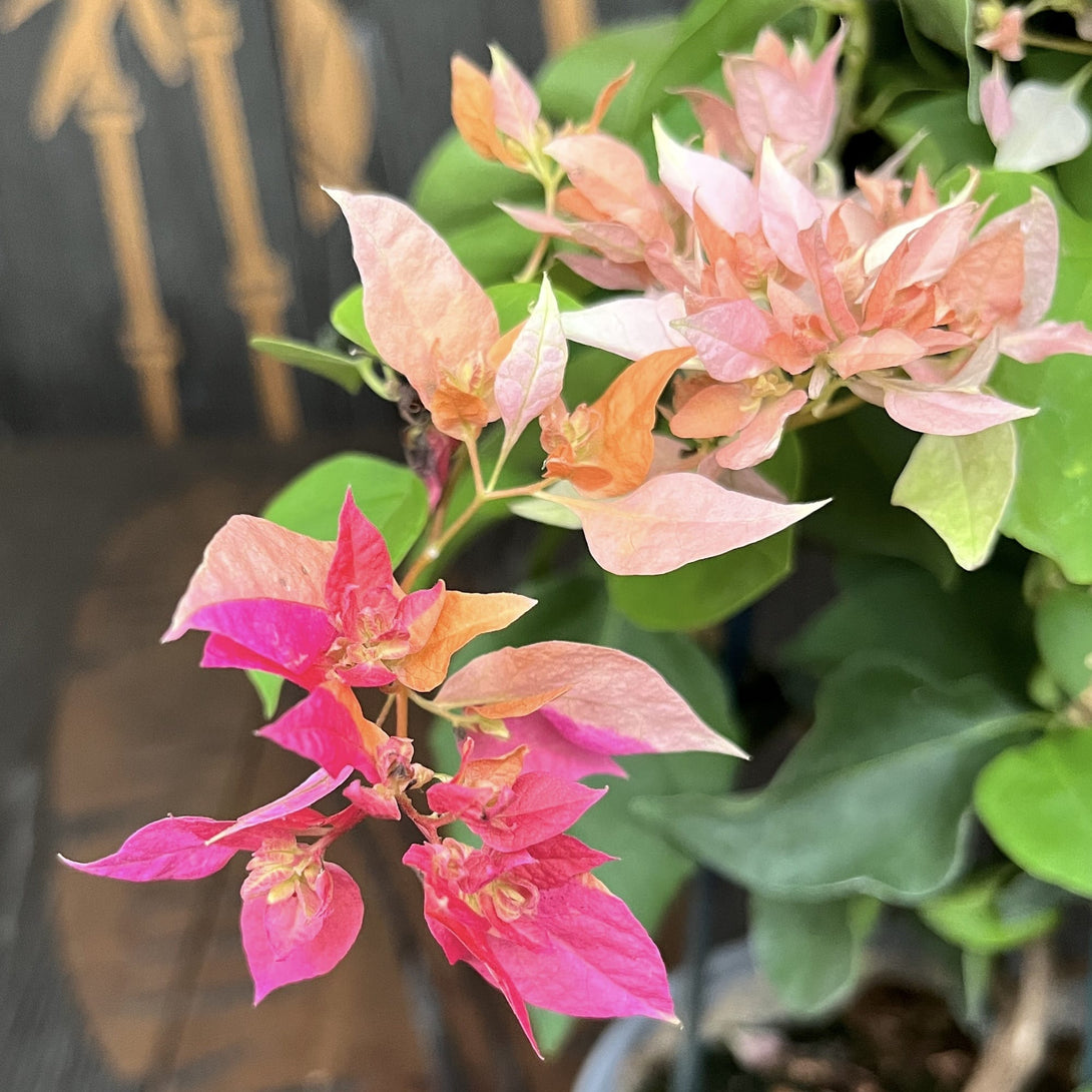 Bougainvillea portocalie cu flori duble - Bougainvillea dobrada 'Orange'