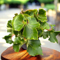 Begonia 'Jungle Wonders Green'