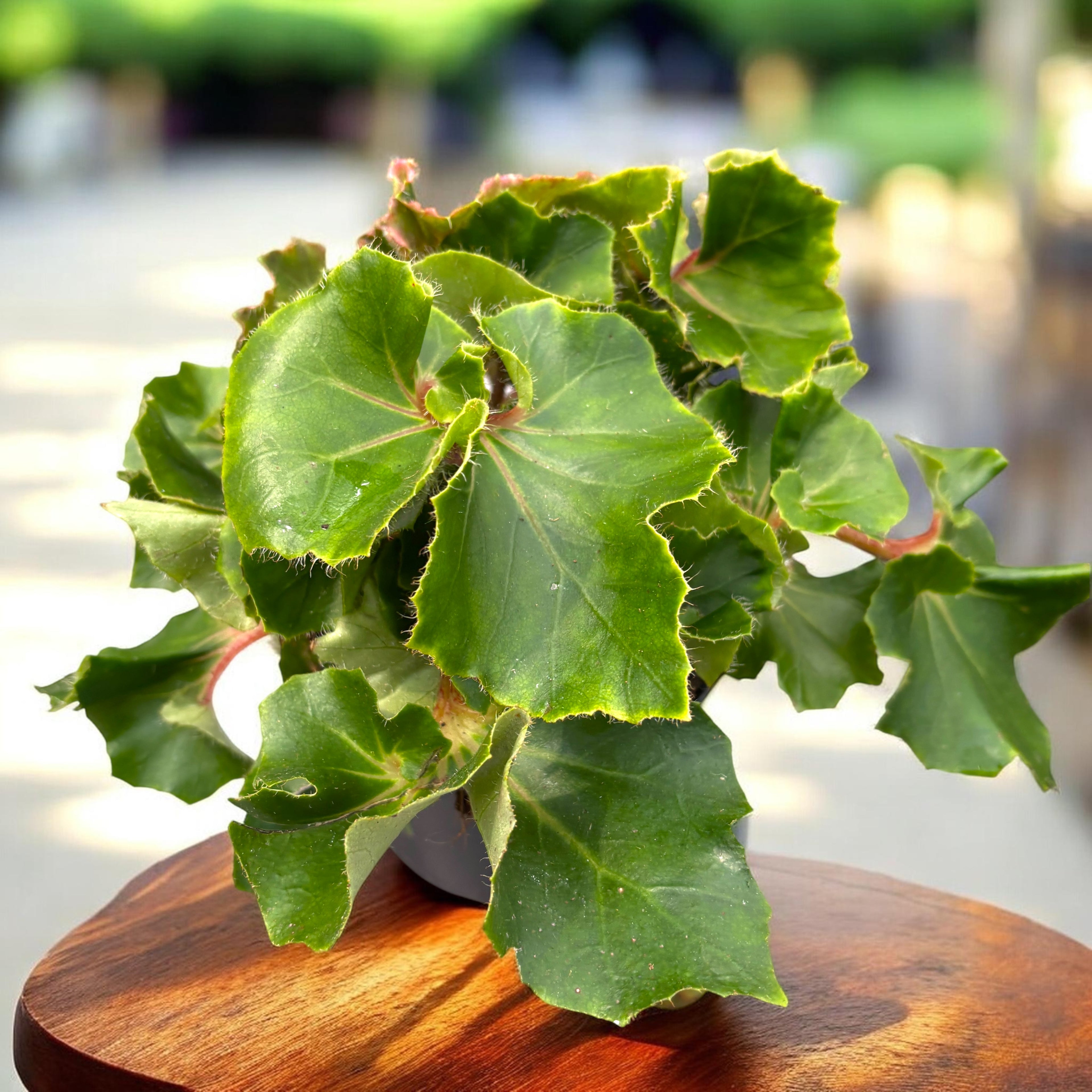 Begonia 'Jungle Wonders Green'