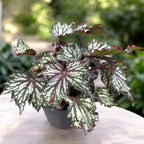 Begonia 'Jungle Wonders Tricolore'