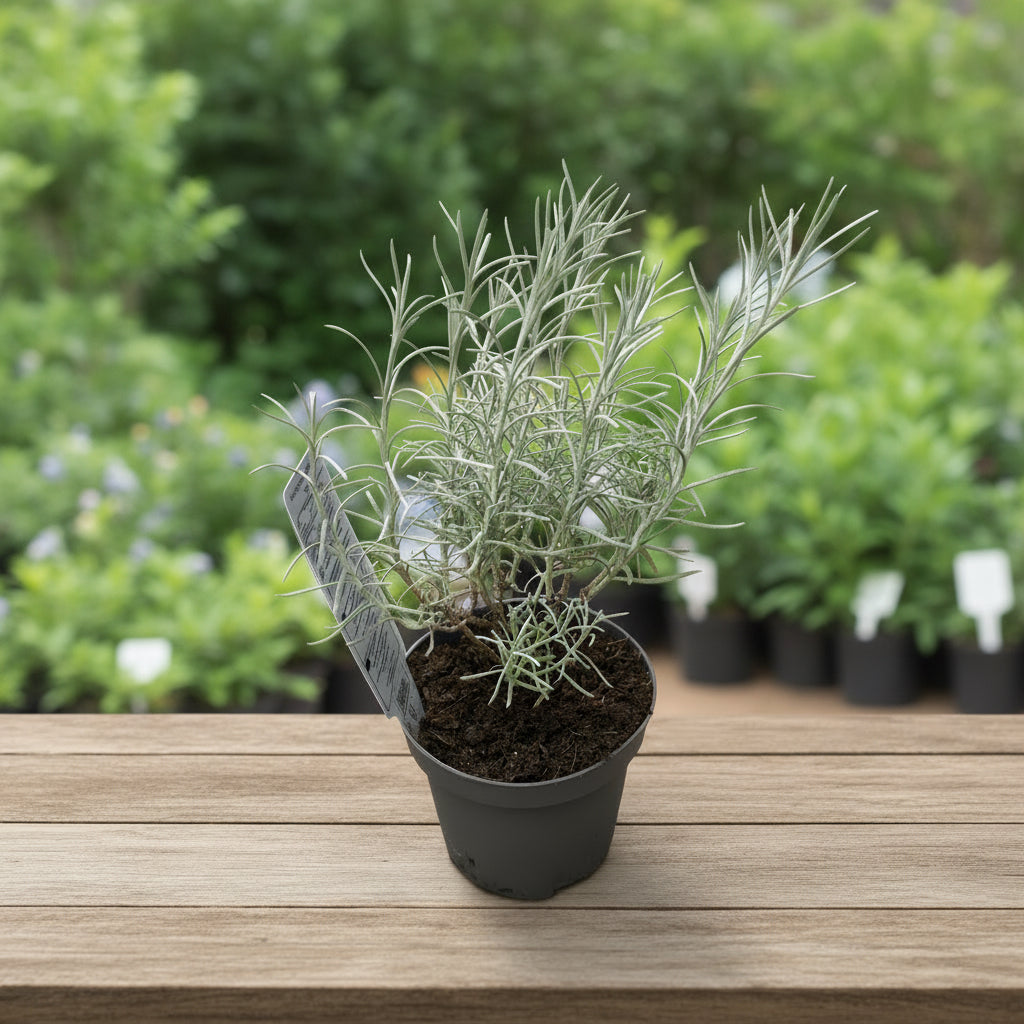 Helichrysum angustifolium ‘Tall Curry’ - planta curry / imortela italiana, aromatica