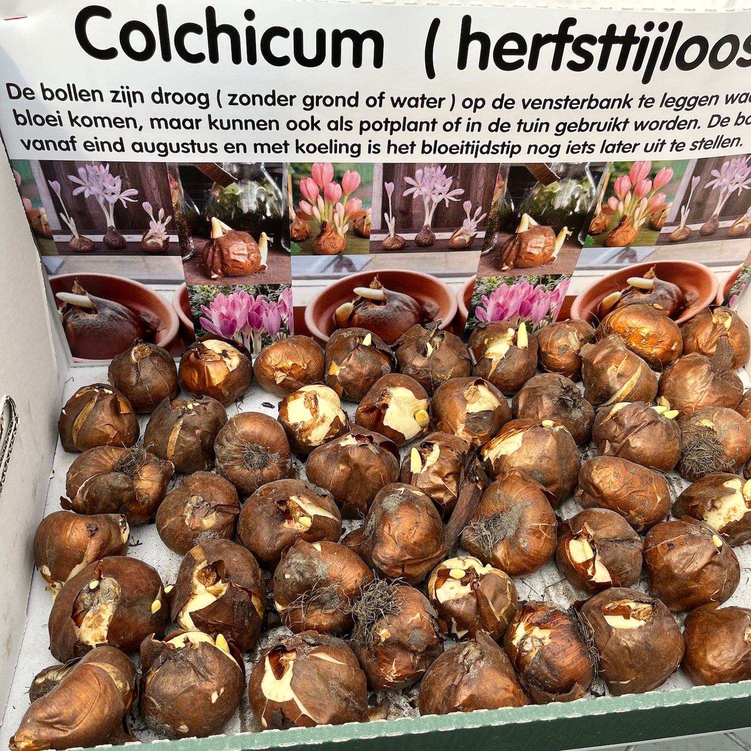 Colchicum 'Giant' (Branduse uriase de toamna)