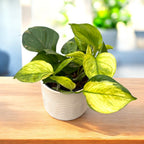 Epipremnum aureum ‘Lemon Top’ – pothos in nuante lime
