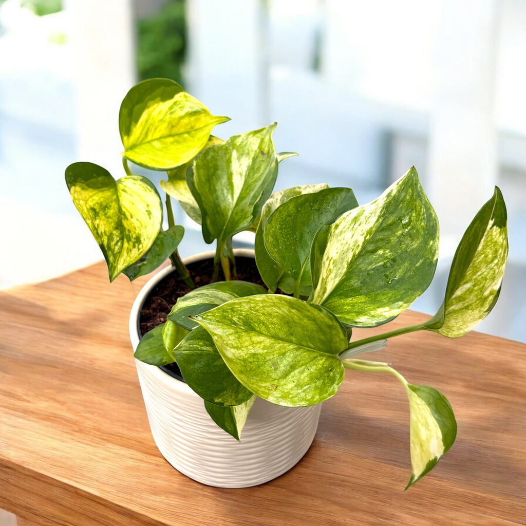 Epipremnum aureum ‘Lemon Top’ – pothos in nuante lime