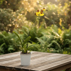 Oncidium varicosum var. insigne (Balduin Black)