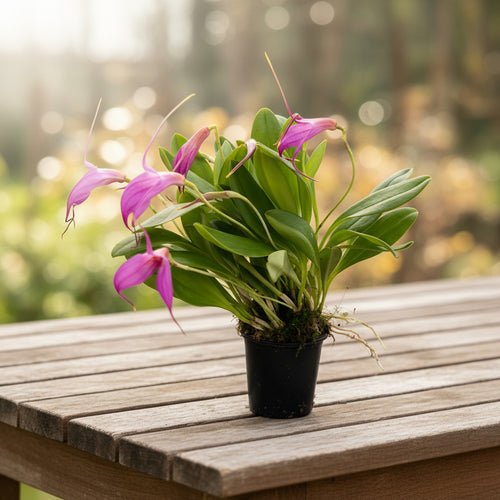 Masdevallia Selphy Orion