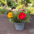 portulaca