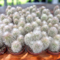 Cleistocactus strausii (Silver Torch) - cactus argintiu columnar