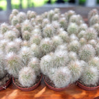 Cleistocactus strausii (Silver Torch) - cactus argintiu columnar