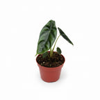 Alocasia venusta
