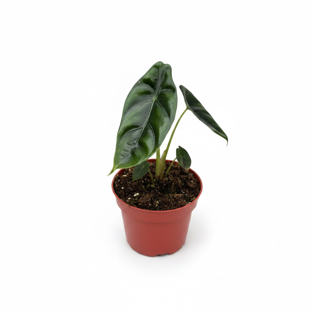 Alocasia venusta