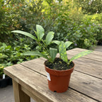 Hoya lobbii