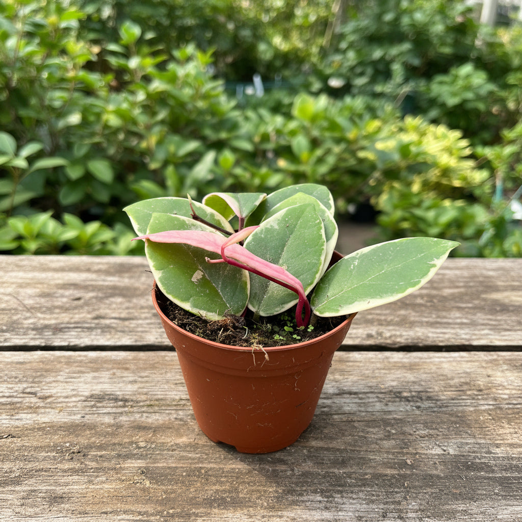 Hoya carnosa 'Flamingo Dream' D9 (αρωματική)