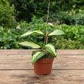 Hoya macrophylla 'Pot of Gold' (Variegata)