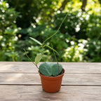 Hoya vangviengiensis - funze sculpturate si flori parfumate D9