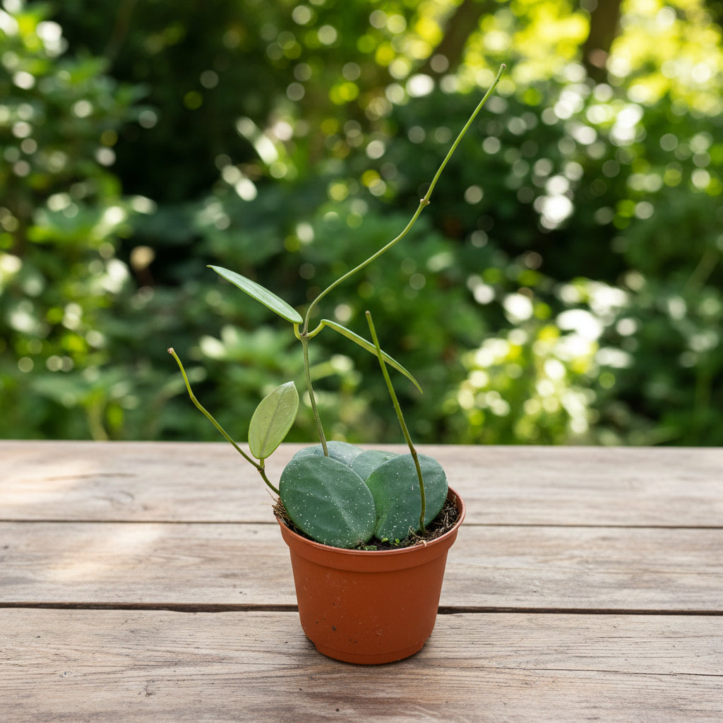 Hoya vangviengiensis - funze sculpturate si flori parfumate D9
